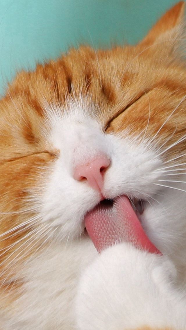 640x1136 Happycat Animal Cute Smile -  iPhone Wallpaper
