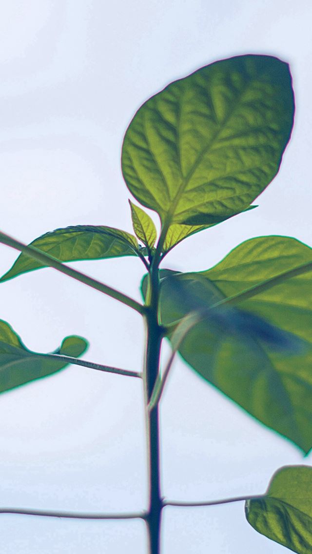 640x1136 Flower Leaf Green Simple Minimal Nature - bright iPhone Wallpaper
