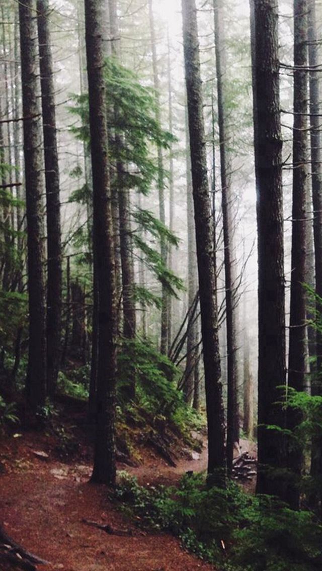 640x1136 Forest Woods Path Pine Trees - woods iPhone Wallpaper