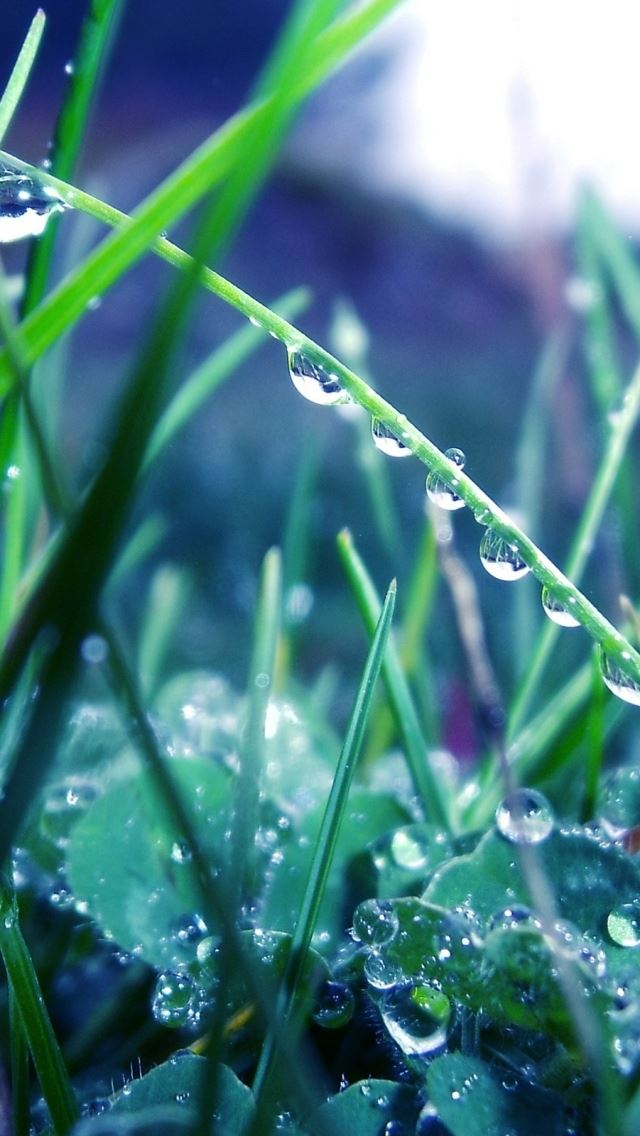 640x1136 Grass dew drops - macro iPhone Wallpaper