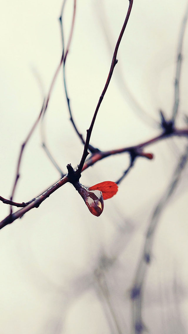 640x1136 Water winter tree flower -  iPhone Wallpaper