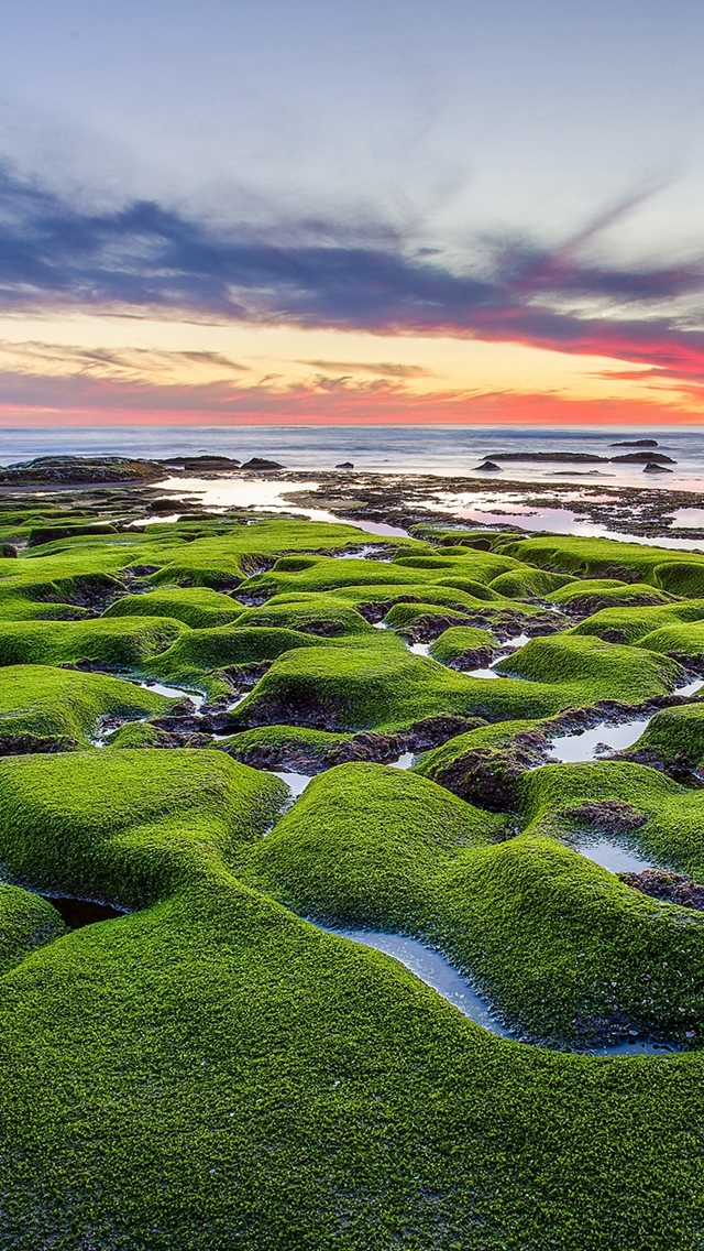 640x1136 Green shore sea - moss iPhone Wallpaper