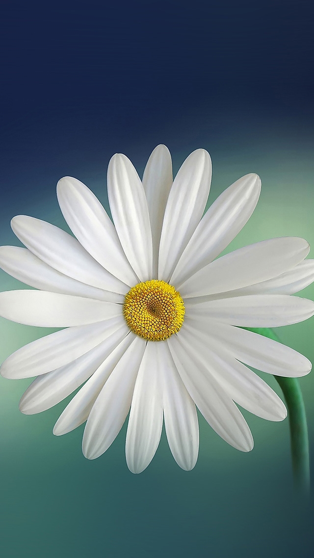 640x1136 Flower blue green -  iPhone Wallpaper