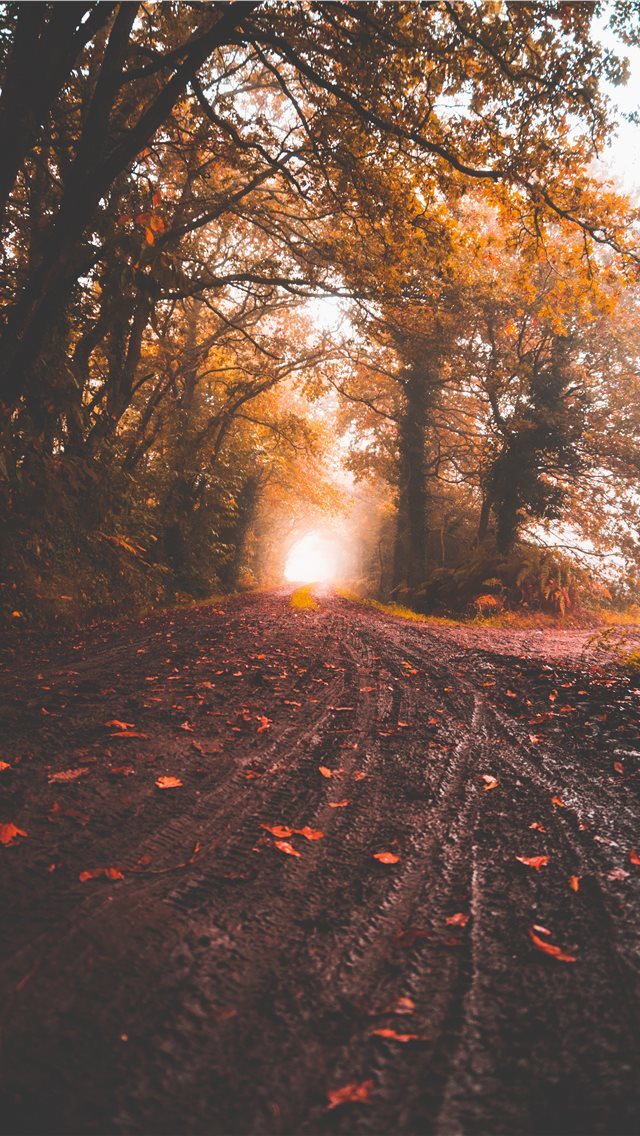 640x1136 Next step to the paradise - tree iPhone Wallpaper