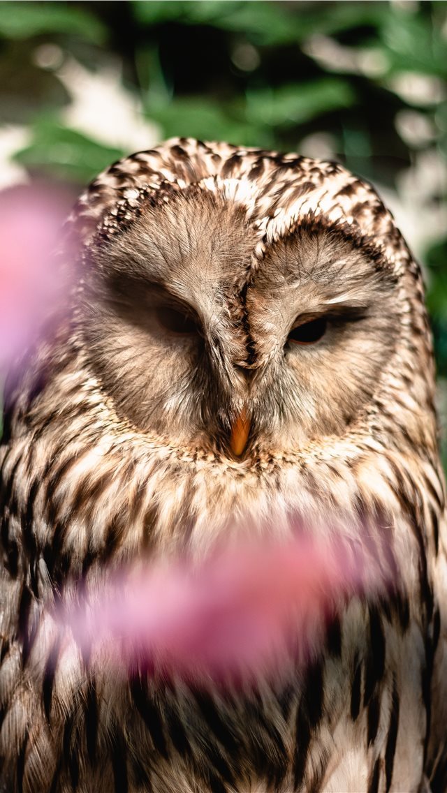 640x1136 Ural Owl - feather iPhone Wallpaper
