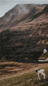 Lamb at Saksun  Faroe Islands wallpaper