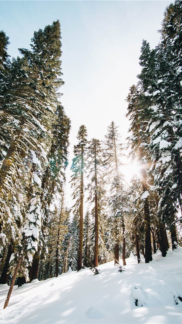 640x1136 Castle Peak wilderness - pine tree iPhone Wallpaper