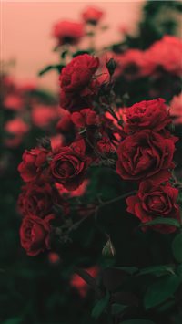 50 Gorgeous Rose Wallpapers For iPhone  The Mood Guide