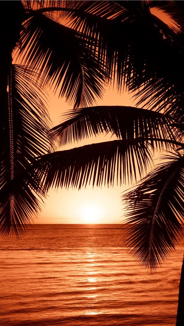 640x1136 The Palms - palm iPhone Wallpaper