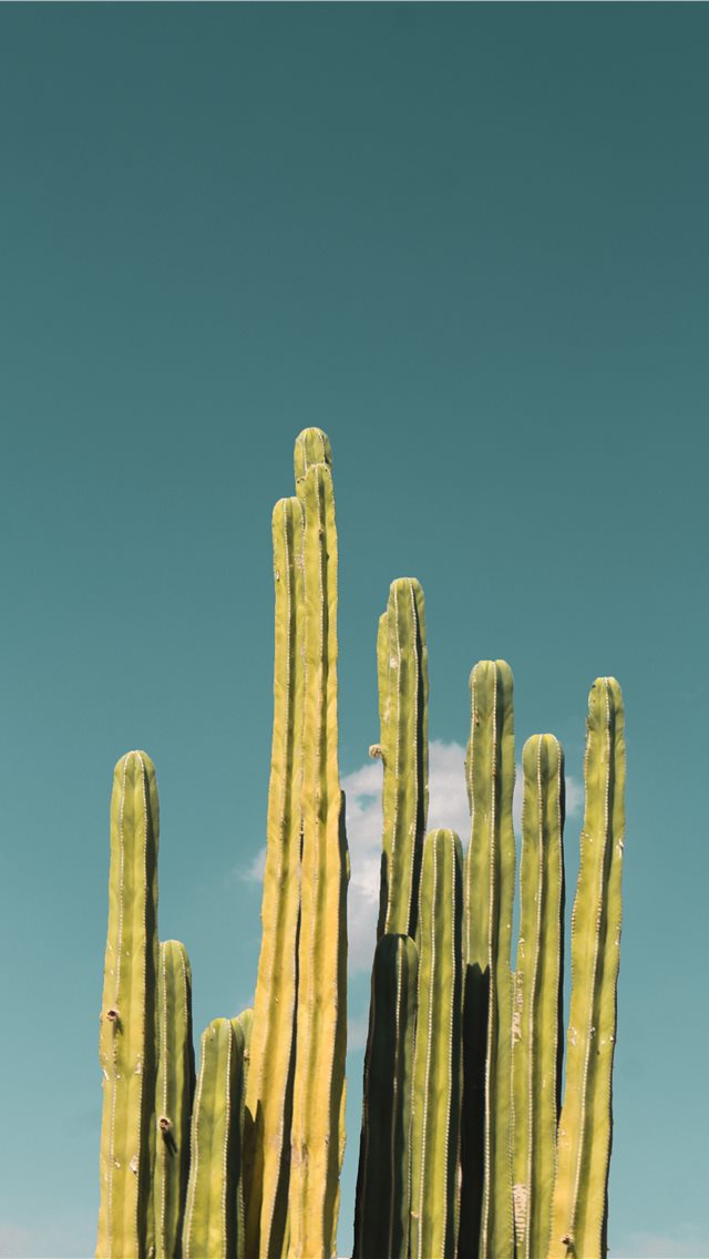 cactus iPhone wallpaper 