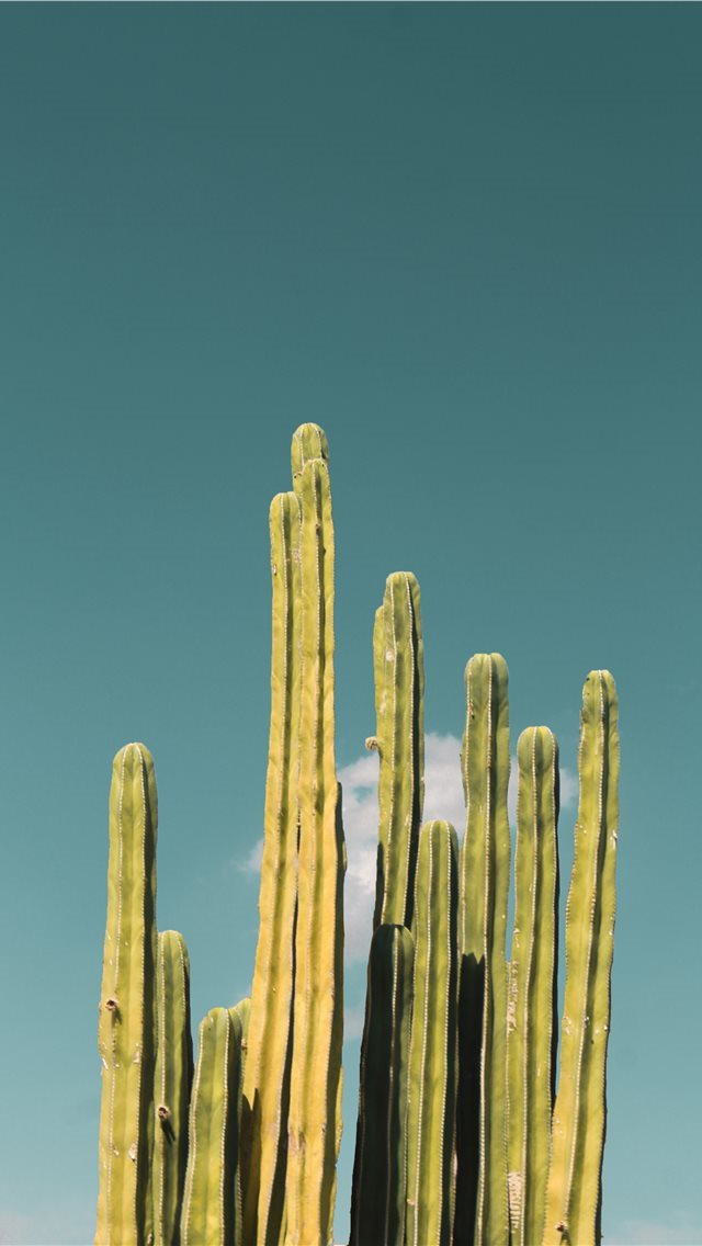 640x1136 cactus - desert iPhone Wallpaper