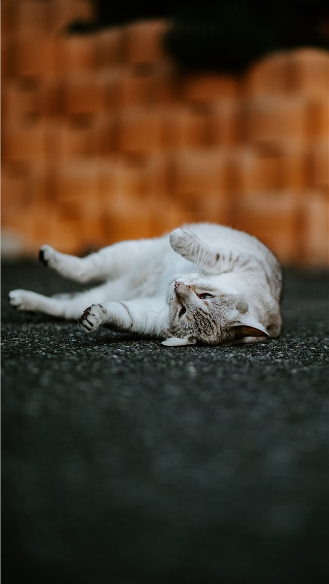 640x1136 Geneva  Switzerland - cat iPhone Wallpaper