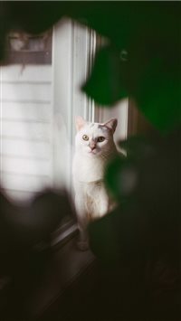 Brooklyn  United States wallpaper