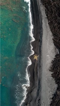 Lone Palm wallpaper