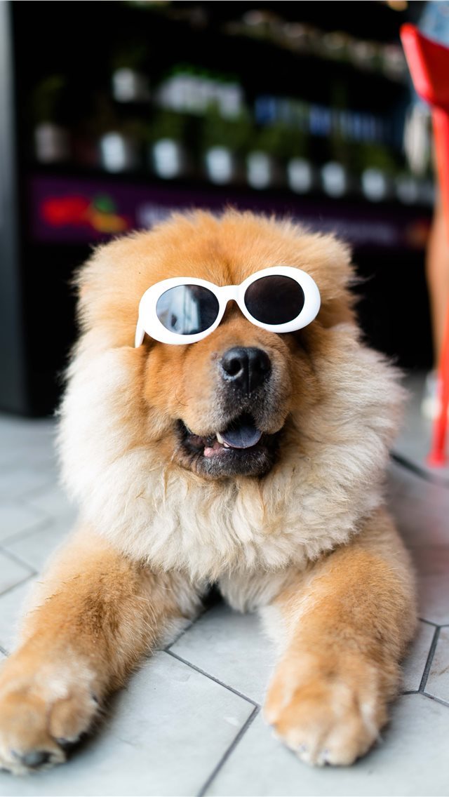 640x1136 Clout Doggo - dog iPhone Wallpaper
