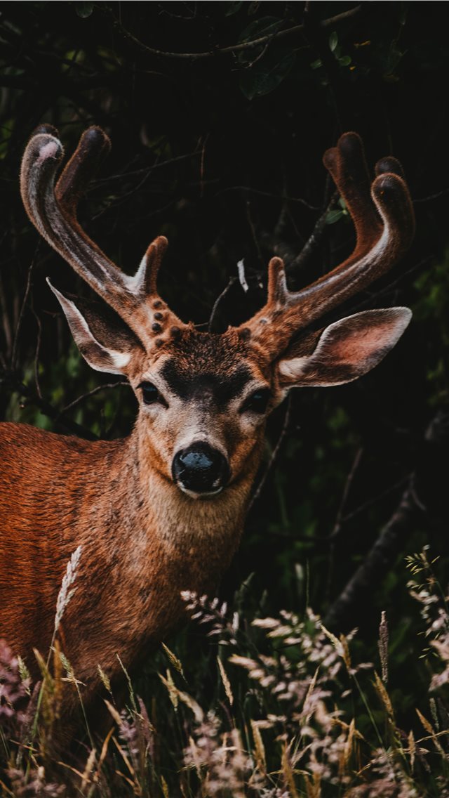 640x1136 Into the Wild - hike iPhone Wallpaper