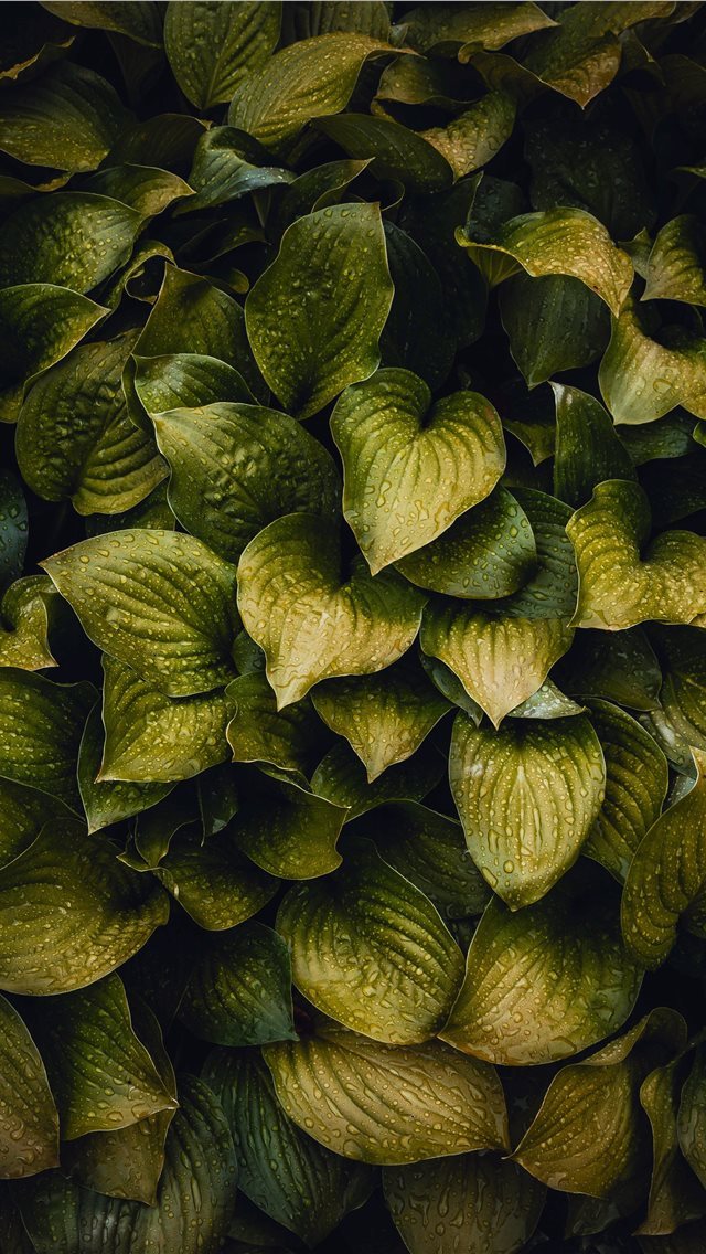 640x1136 droplet - summer iPhone Wallpaper