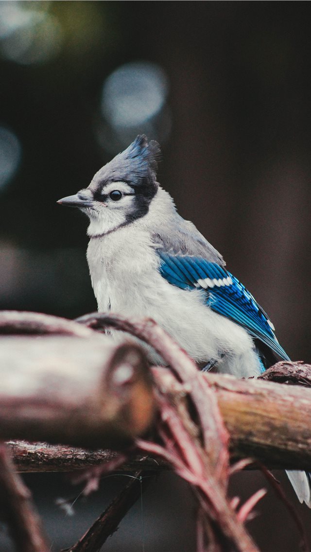 640x1136 Blue Jay - feather iPhone Wallpaper