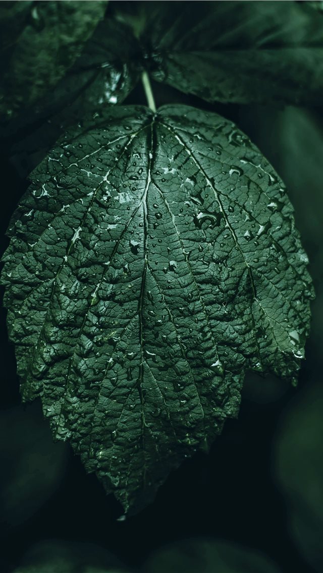 640x1136 Dark - foliage iPhone Wallpaper