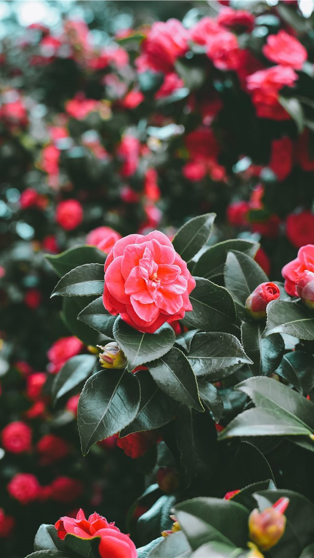 640x1136 First signs of spring - rose iPhone Wallpaper
