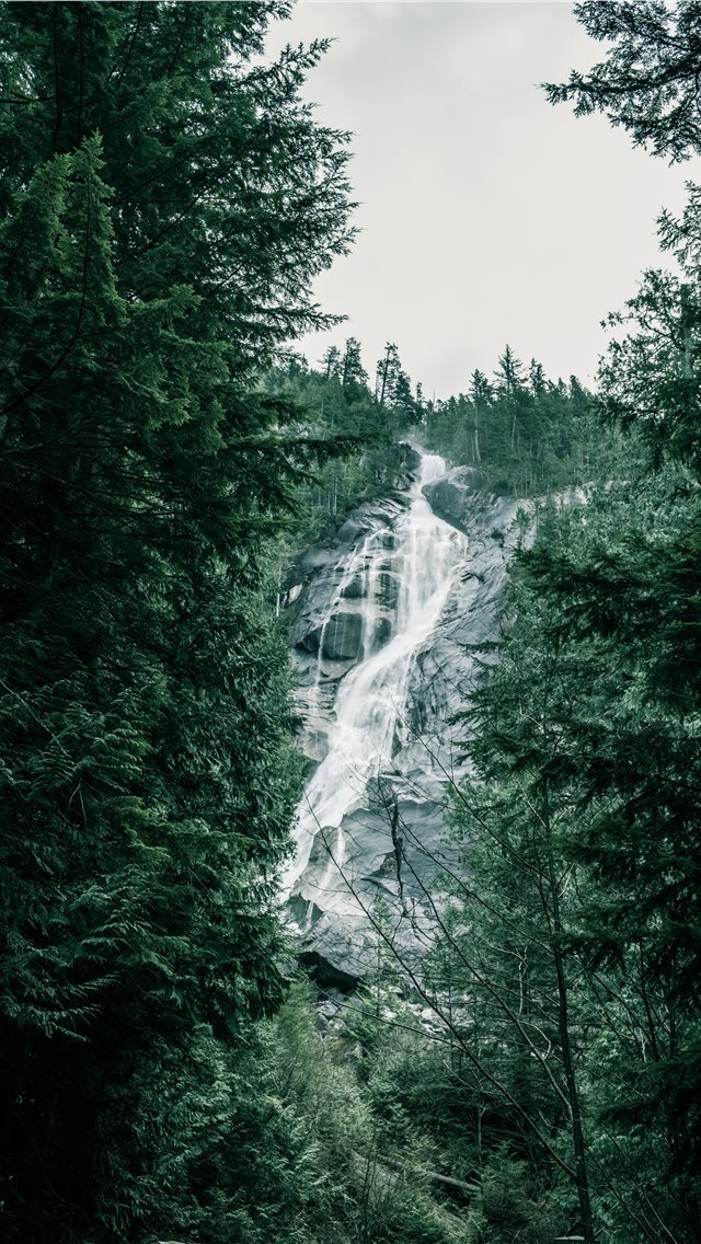 640x1136 British Columbia  Canada - tree iPhone Wallpaper