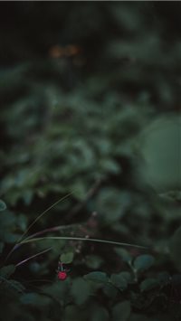 Strawberry wallpaper