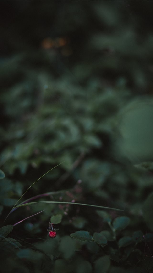 640x1136 Strawberry - foliage iPhone Wallpaper