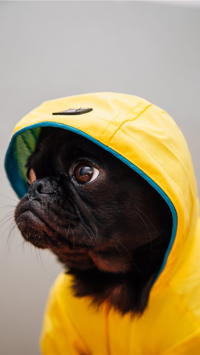 640x1136 Toshi ready for the rain - weather iPhone Wallpaper