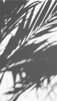 PALM TREE SHADOW wallpaper
