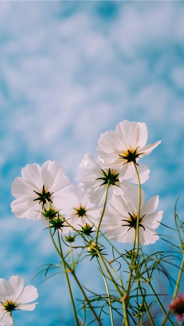 640x1136 sky - nature iPhone Wallpaper