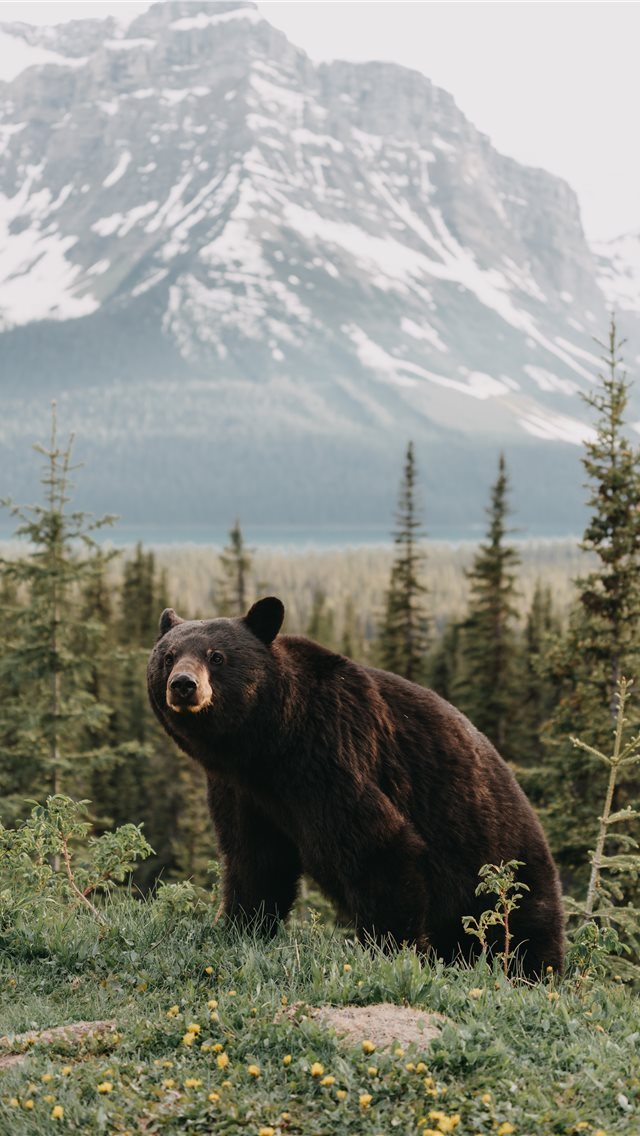 640x1136 Close (Almost) Encounter - tree iPhone Wallpaper