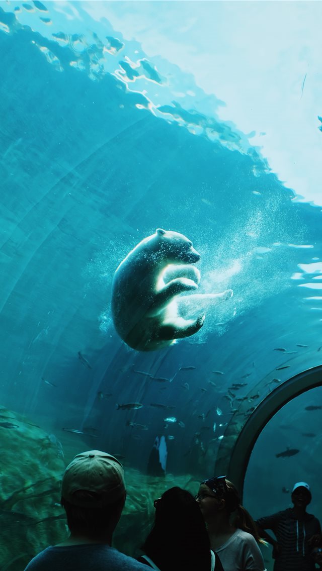 640x1136 Polar Bear - swimming iPhone Wallpaper