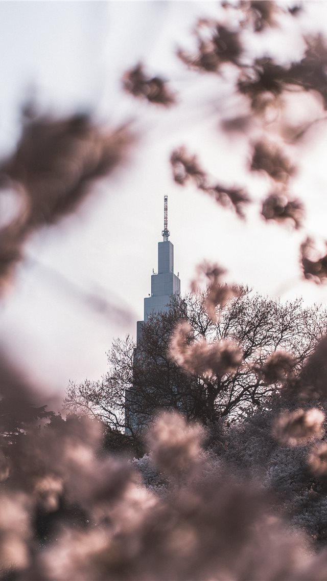 640x1136 Through it all  Im Jaded - blossom iPhone Wallpaper