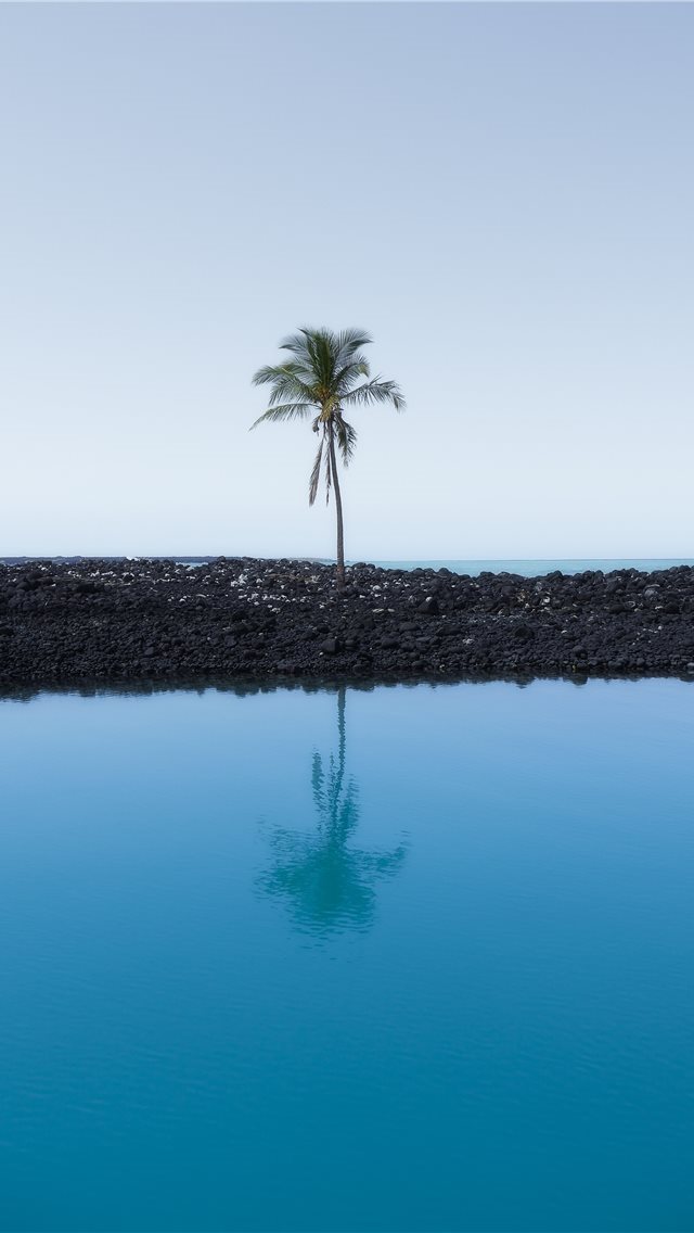 640x1136 Lone Palm - explore iPhone Wallpaper