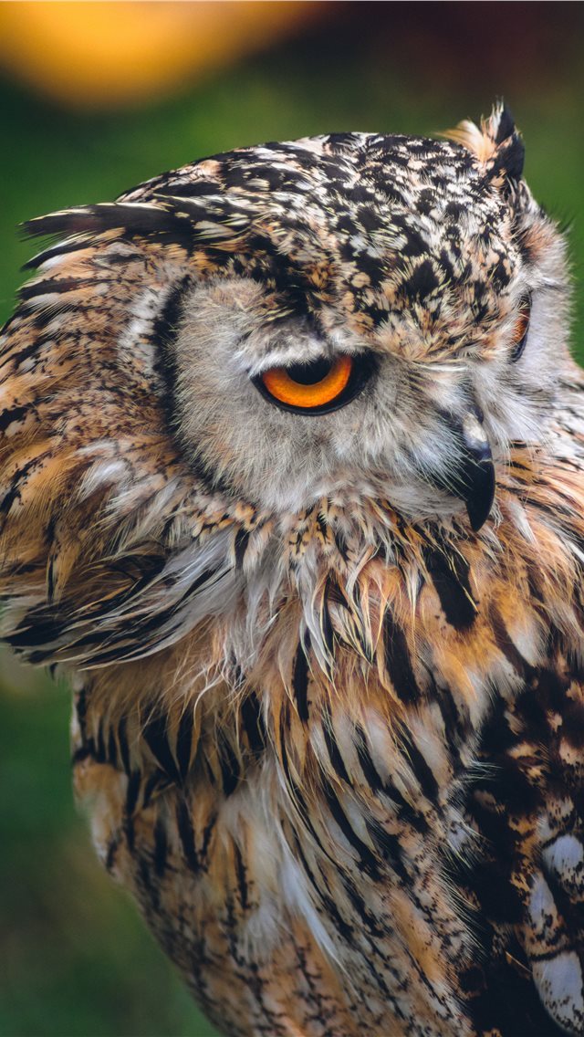640x1136 Owl - owl iPhone Wallpaper