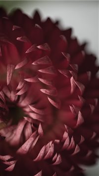 Flower detail wallpaper