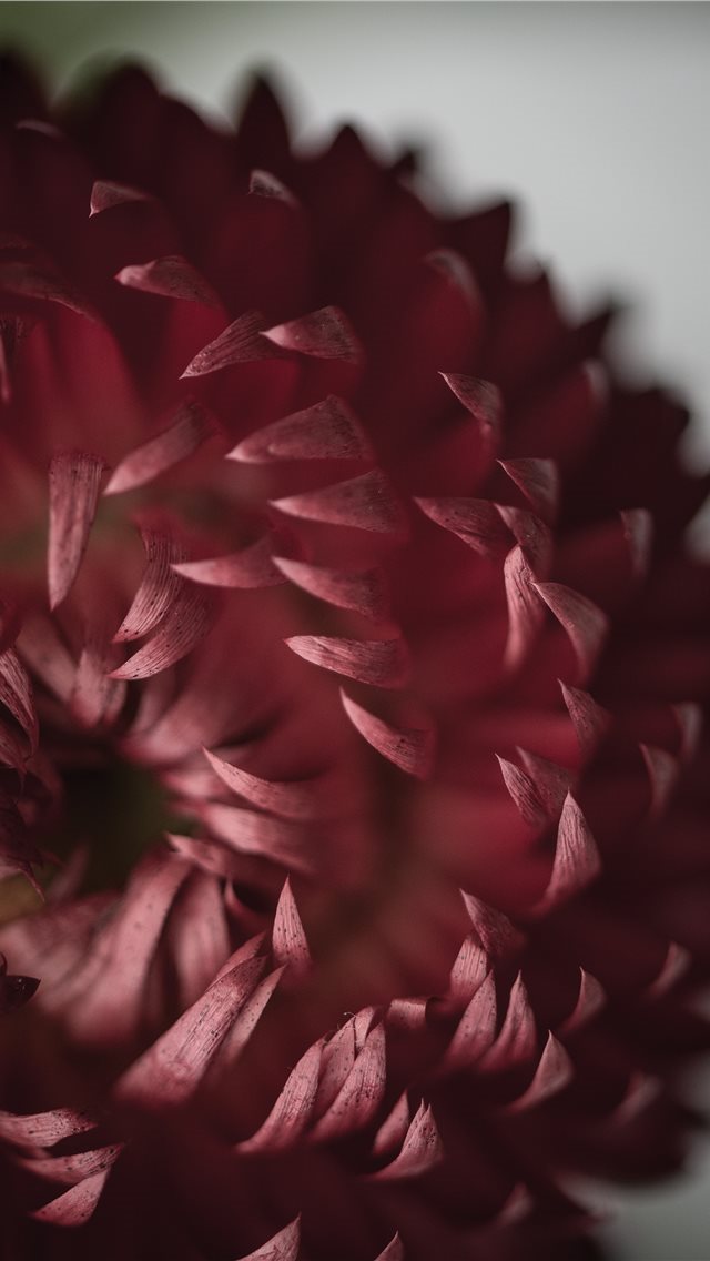 640x1136 Flower detail - bloom iPhone Wallpaper