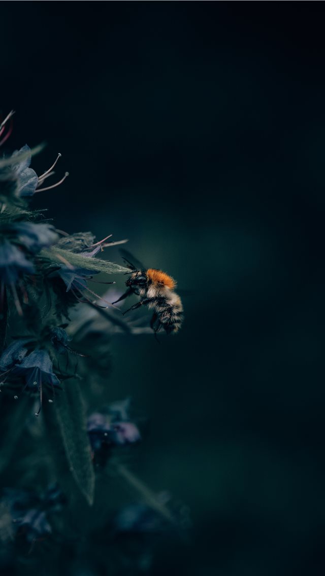 A Bumblebee Unlocks a Flower’s Hidden Treasure iPhone wallpaper 