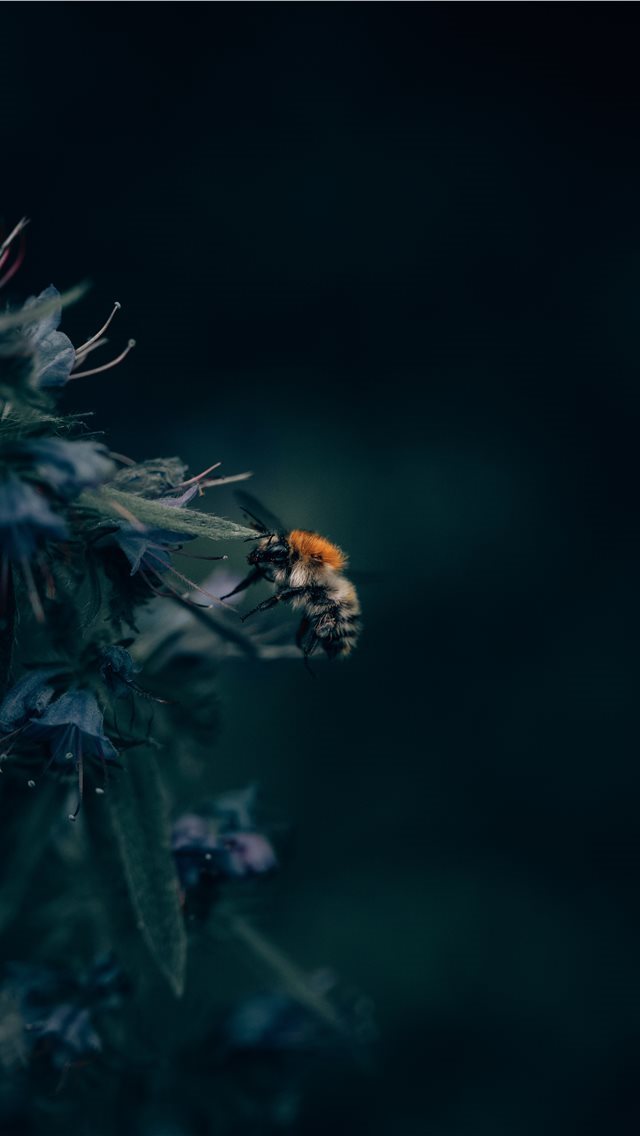 640x1136 A Bumblebee Unlocks a Flower’s Hidden Treasure - bee iPhone Wallpaper