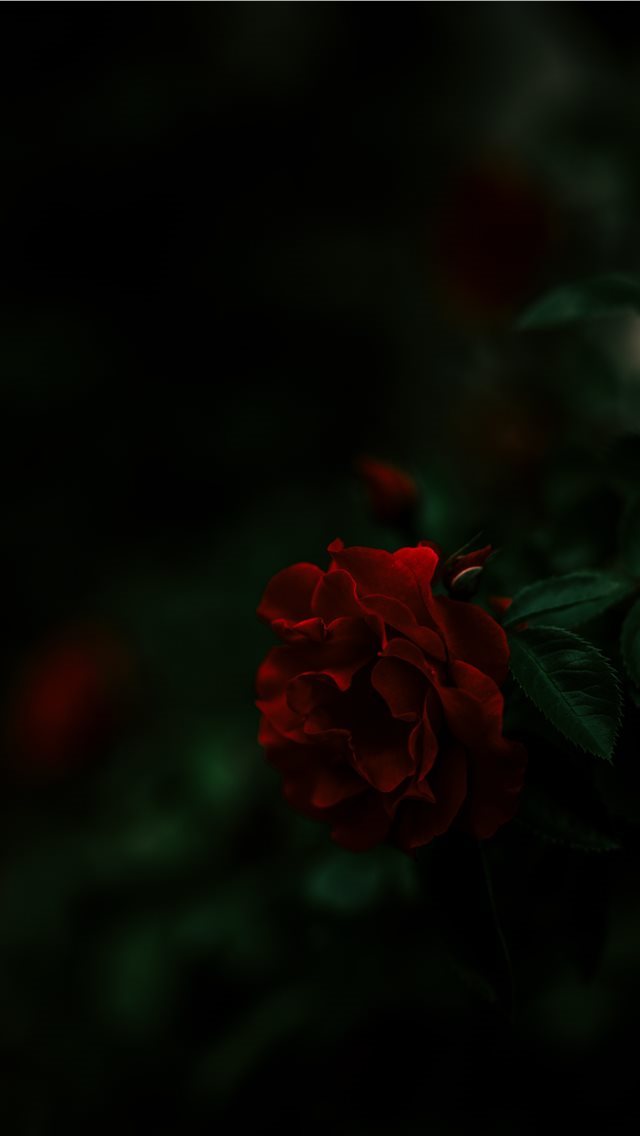 640x1136 Summer - rose iPhone Wallpaper