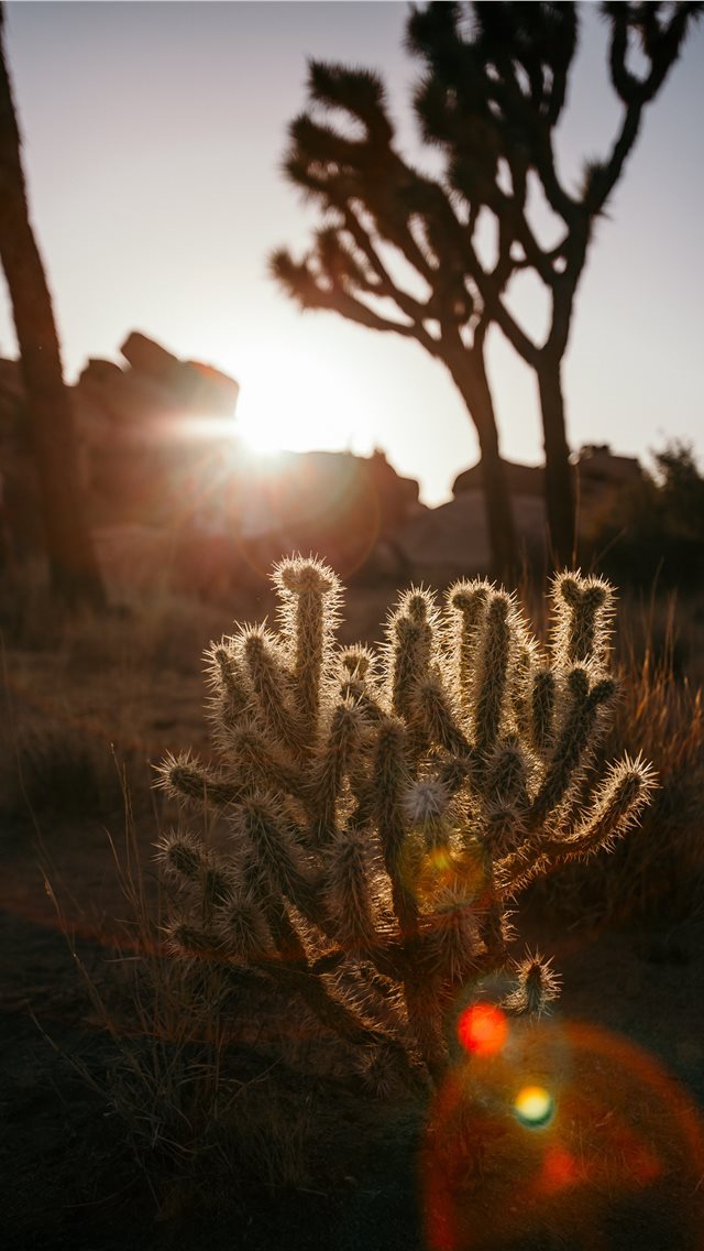 640x1136 Baby Cactus in the Desert - cacti iPhone Wallpaper