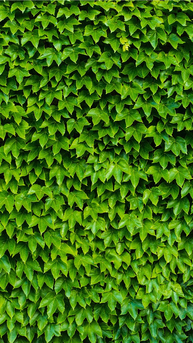 foliage iPhone wallpaper 