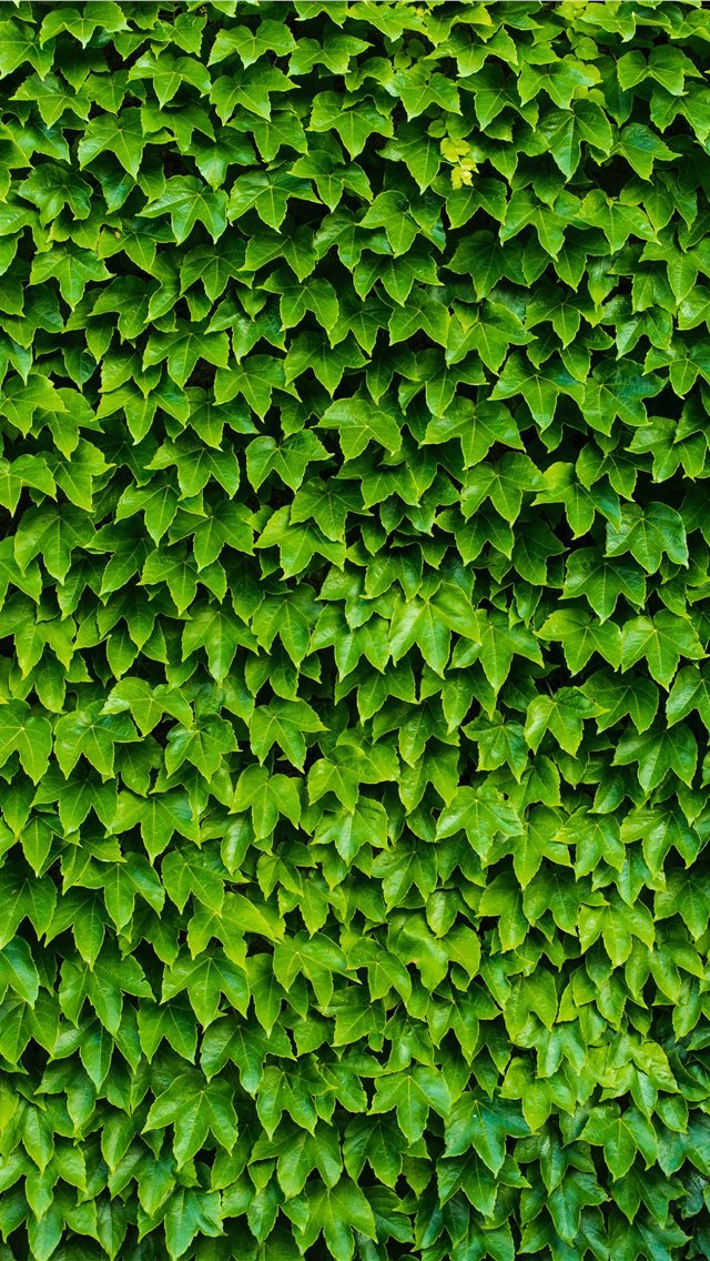 640x1136 foliage - foliage iPhone Wallpaper
