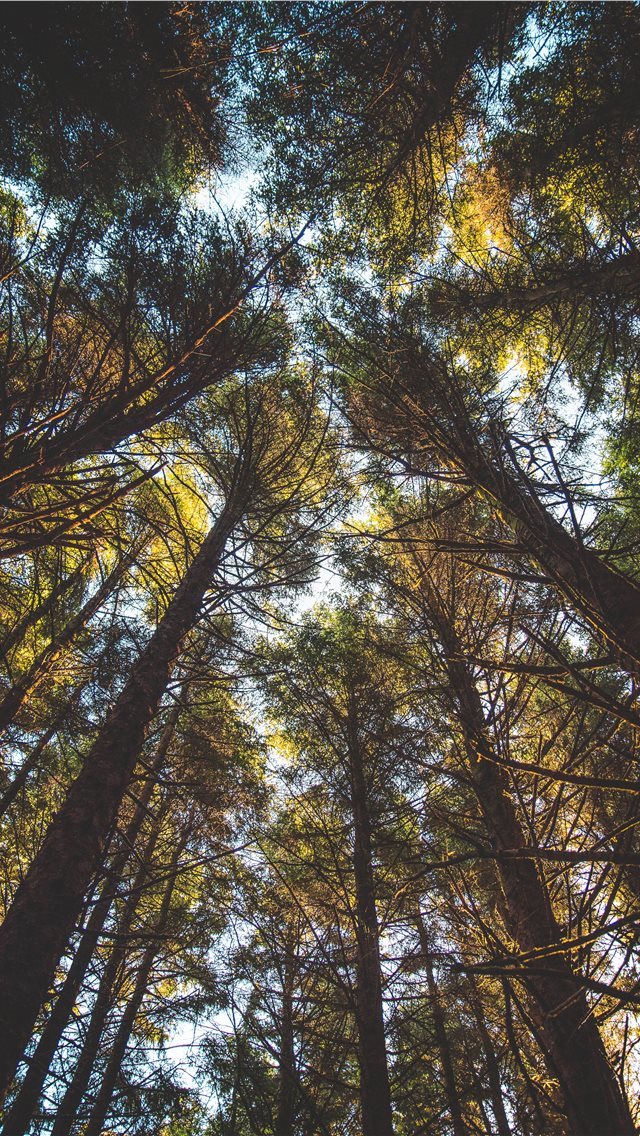 640x1136 looking up - woodland iPhone Wallpaper