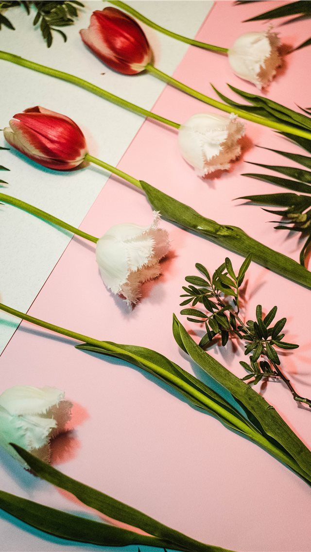 640x1136 Tulipsomania - paper iPhone Wallpaper