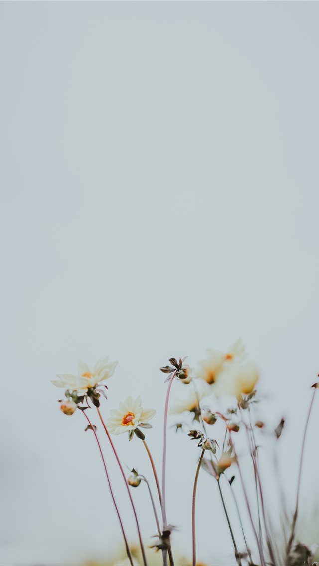 Pale lemon flowers with blank space iPhone wallpaper 