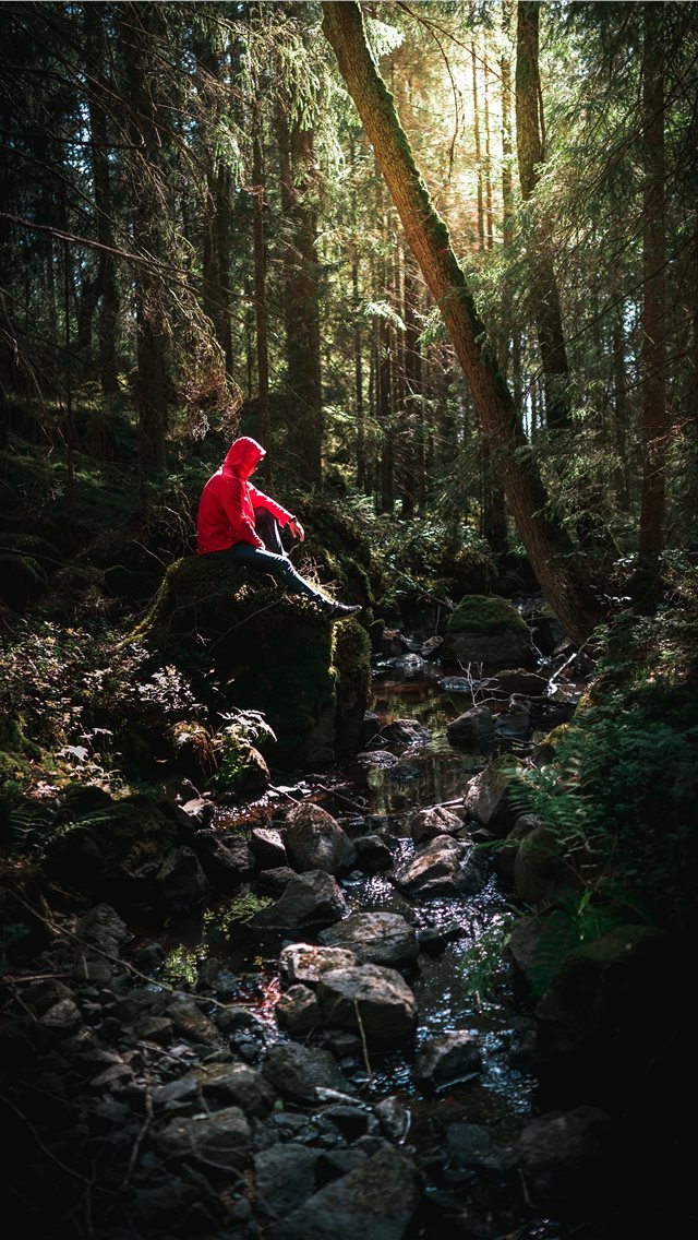 640x1136 The Hidden Creek - pine iPhone Wallpaper