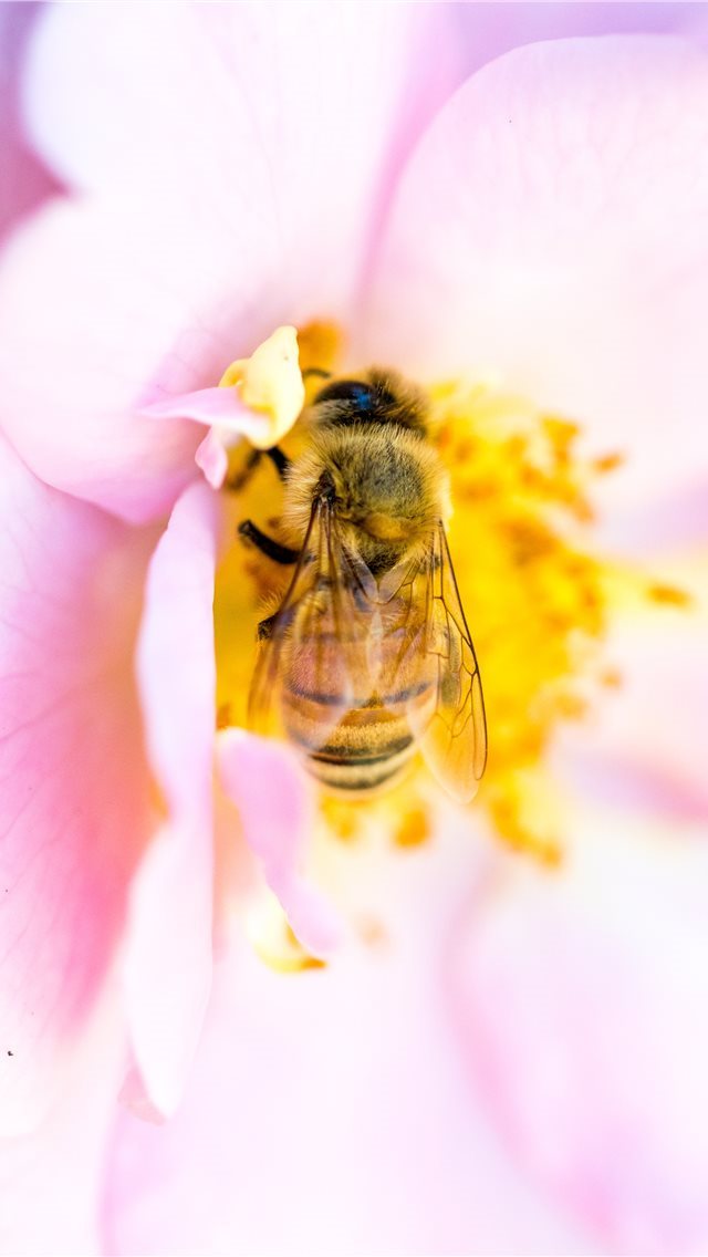 640x1136 petal - insect iPhone Wallpaper