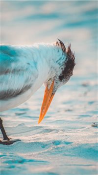 Birds Stare wallpaper