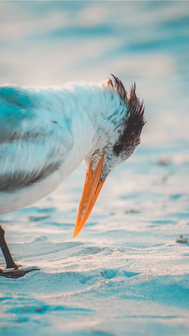 640x1136 Birds Stare - florida iPhone Wallpaper